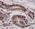 PCNA Antibody in Flow Cytometry (Flow)