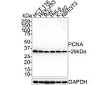 PCNA Antibody in Western Blot (WB)