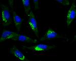 Glucagon Antibody in Immunocytochemistry (ICC/IF)