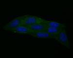 Calpain 1 Antibody in Immunocytochemistry (ICC/IF)