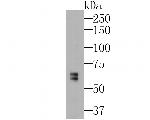 MMP9 Antibody in Western Blot (WB)