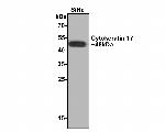 Cytokeratin 17 Antibody in Western Blot (WB)