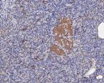 ERK2 Antibody in Immunohistochemistry (Paraffin) (IHC (P))