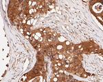 ERK2 Antibody in Immunohistochemistry (Paraffin) (IHC (P))