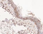 ERK2 Antibody in Immunohistochemistry (Paraffin) (IHC (P))