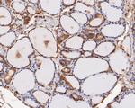 ERK2 Antibody in Immunohistochemistry (Paraffin) (IHC (P))