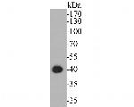 ERK2 Antibody in Western Blot (WB)