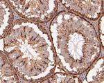 ERK2 Antibody in Immunohistochemistry (Paraffin) (IHC (P))