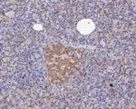 ERK2 Antibody in Immunohistochemistry (Paraffin) (IHC (P))