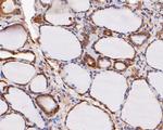 ERK2 Antibody in Immunohistochemistry (Paraffin) (IHC (P))