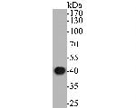 ERK2 Antibody in Western Blot (WB)