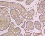 Albumin Antibody in Immunohistochemistry (Paraffin) (IHC (P))