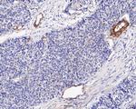 Caveolin-1 Antibody in Immunohistochemistry (Paraffin) (IHC (P))