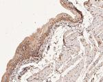 COX2 Antibody in Immunohistochemistry (Paraffin) (IHC (P))