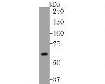 COX2 Antibody in Western Blot (WB)