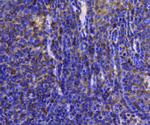 HSP90 Beta Antibody in Immunohistochemistry (Paraffin) (IHC (P))