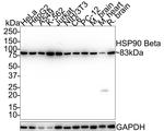 HSP90 Beta Antibody in Western Blot (WB)