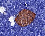 Insulin Antibody in Immunohistochemistry (Paraffin) (IHC (P))