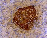 Insulin Antibody in Immunohistochemistry (Paraffin) (IHC (P))