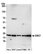 EMC7 Antibody in Western Blot (WB)