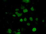 EMG1 Antibody in Immunocytochemistry (ICC/IF)