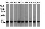 EMG1 Antibody in Western Blot (WB)