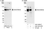 ENAH/MENA Antibody in Western Blot (WB)