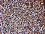 ENDOG Antibody in Immunohistochemistry (Paraffin) (IHC (P))