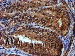 ENDOG Antibody in Immunohistochemistry (Paraffin) (IHC (P))