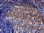 ENDOG Antibody in Immunohistochemistry (Paraffin) (IHC (P))