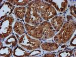 ENDOG Antibody in Immunohistochemistry (Paraffin) (IHC (P))