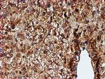 ENDOG Antibody in Immunohistochemistry (Paraffin) (IHC (P))