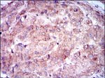 NSE Antibody in Immunohistochemistry (Paraffin) (IHC (P))