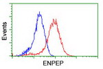 ENPEP Antibody in Flow Cytometry (Flow)