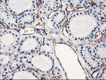 ENPEP Antibody in Immunohistochemistry (Paraffin) (IHC (P))