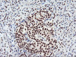 ENPEP Antibody in Immunohistochemistry (Paraffin) (IHC (P))