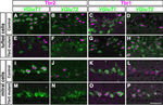 EOMES Antibody in Immunohistochemistry (IHC)