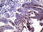 EPAS1 Antibody in Immunohistochemistry (Paraffin) (IHC (P))