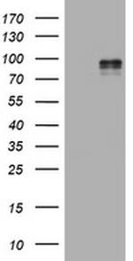 EPAS1 Antibody in Western Blot (WB)