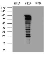 EPAS1 Antibody in Western Blot (WB)