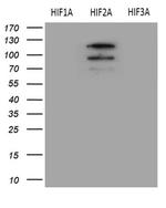 EPAS1 Antibody in Western Blot (WB)