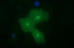 EPCAM Antibody in Immunocytochemistry (ICC/IF)