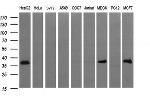 EPCAM Antibody in Western Blot (WB)