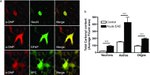 CD201 (EPCR) Antibody in Immunocytochemistry (ICC/IF)