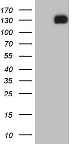 EPHA1 Antibody in Western Blot (WB)