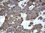 EPHX1 Antibody in Immunohistochemistry (Paraffin) (IHC (P))