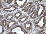 EPHX1 Antibody in Immunohistochemistry (Paraffin) (IHC (P))