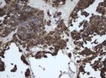 EPHX1 Antibody in Immunohistochemistry (Paraffin) (IHC (P))