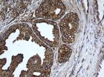 EPHX1 Antibody in Immunohistochemistry (Paraffin) (IHC (P))