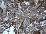 EPHX1 Antibody in Immunohistochemistry (Paraffin) (IHC (P))